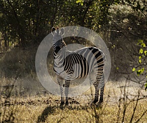 A zebra pauses from eating to look at the photographer