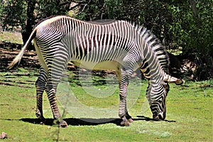 Zebra, Phoenix Zoo, Arizona Center for Nature Conservation, Phoenix, Arizona, United States