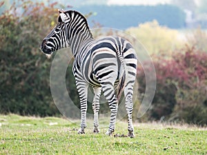 Zebra, photographed from behind at Port Lympne Safari Park, Ashford Kent UK. The Kent countryside in autumn in background.