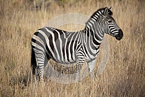 Zebra in Pilansberg national park