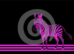Zebra pink photo