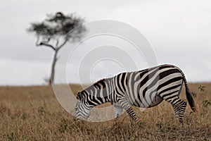 Zebra on plains with Acacia tree in background