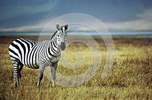 Zebra on the plains of Africa