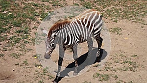 Zebra (Plains zebra) lying on ground, sleeping (stabilized)