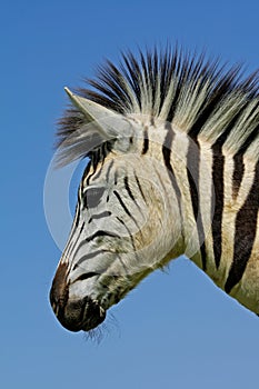 Zebra: Plains Zebra portrait, South Africa