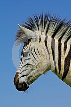Zebra: Plains Zebra portrait, South Africa photo