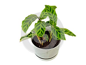 Zebra plant growing in white pot