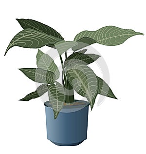 Zebra Plant with pot