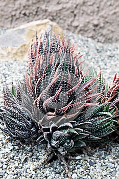 Zebra plant, Potted haworthia in nature rock garden