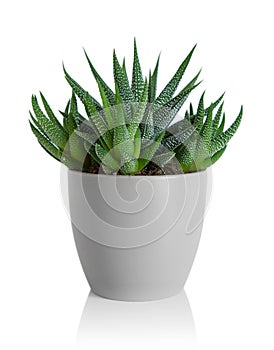 Zebra Plant succulent