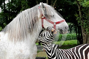 Zebra playing with the white horse. Portrait of the funny animals outdoor