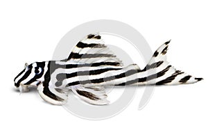 Zebra Pleco L-046 Hypancistrus zebra Plecostomus aquarium fish