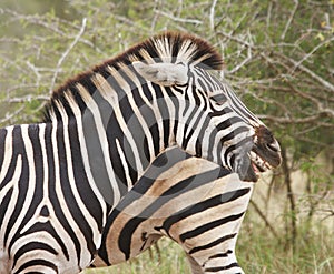 Zebra ponders and yawns photo
