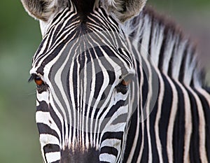 Zebra portrait