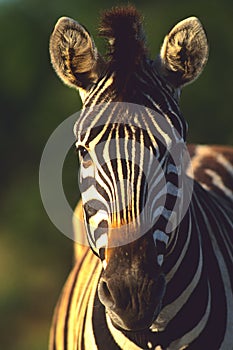 Zebra Portrait