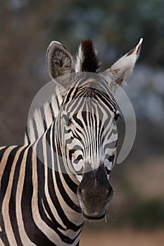 Zebra portrait