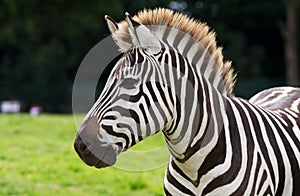 Zebra portrait