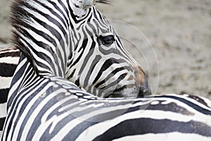 Zebra portrait