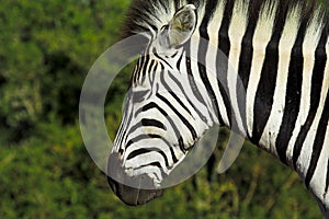 Zebra portrait