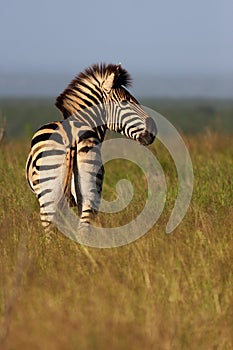 Zebra Portrait