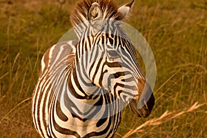 Zebra Portrait