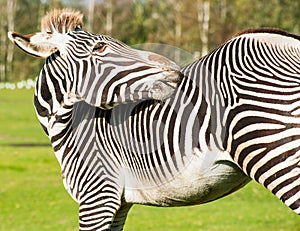 Zebra portrait