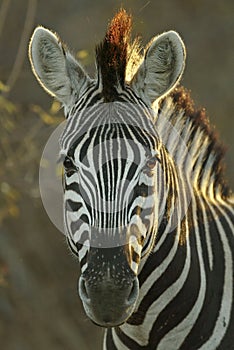 Zebra portrait