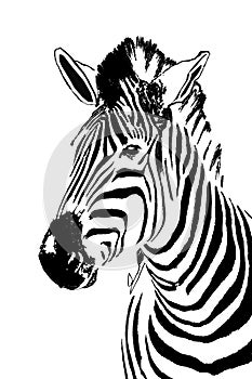 Zebra portrait