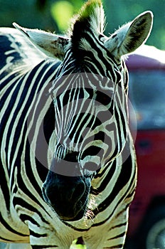 Zebra portrait