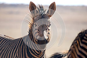 Zebra Portrait photo