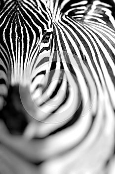 Zebra portrait on African savanna. Safari in Serengeti, Tanzania