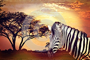 Zebra portrait on african sunset with acacia background. Africa safari Wildlife concept