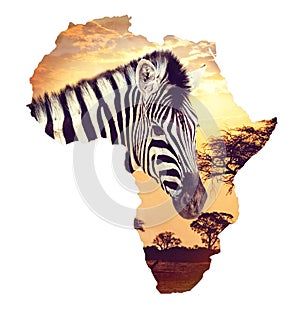 Zebra portrait on african sunset with acacia background. Map, continent of africa. Wildlife and wilderness Map of africa concept