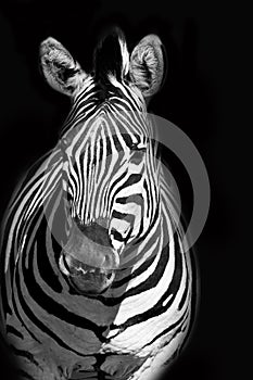 Zebra portrait in black and white