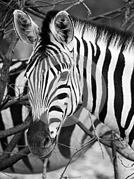 Zebra portrait in black and white