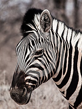 Zebra portrait in black and white