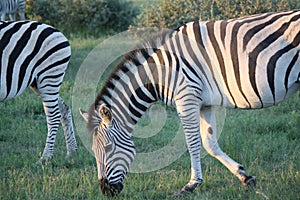 Zebra Portrait in Botswana