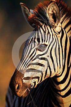 Zebra portrait close-up