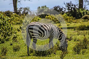 Zebra