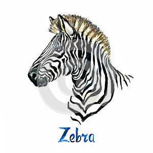Zebra portrait, handpainted watercolor illustration isolated on white