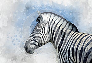 Zebra portrait, handpainted watercolor illustration. Wildlife art