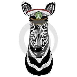 Zebra portrait. Head of wild animal.