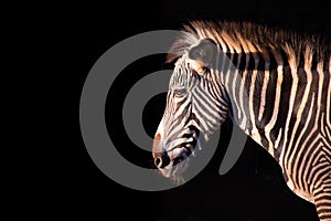 Zebra portrait isolated on black background