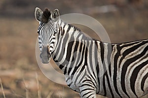Zebra Portrait South Africa