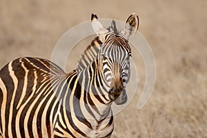 Amazing Zebra portrait. Tsavo west national park. Kenya. Africa