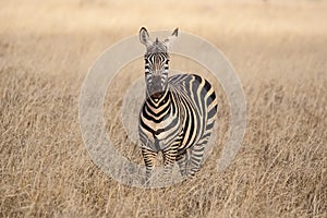 Amazing Zebra portrait. Tsavo west national park. Kenya. Africa