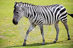 Zebra portrait on a wild savana park.