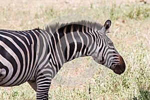 Zebra portraits in Tarangire National Park, Tanzania