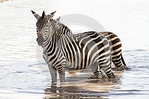 Zebra portraits in Tarangire National Park, Tanzania