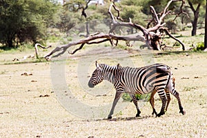 Zebra portraits in Tarangire National Park, Tanzania